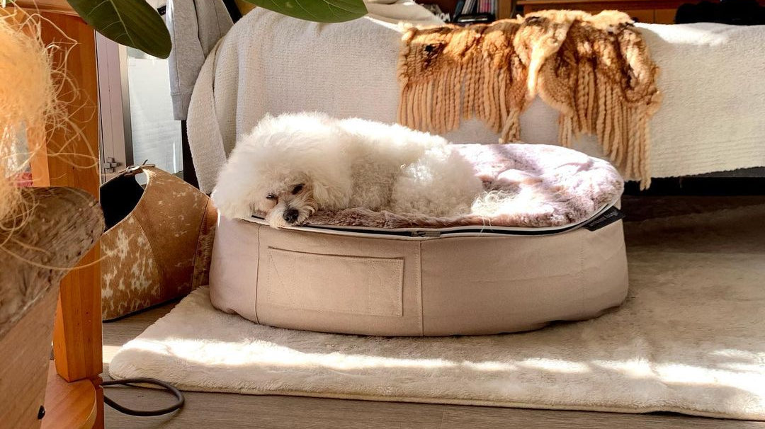 It’s Lounging Time: How To Pick The Best Bed Dog UK