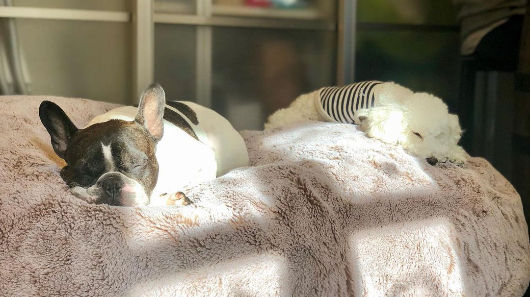 is your dog anxious alone?... UK's best luxury calming dog bed is ambient lounge