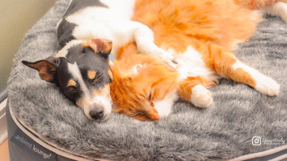 Dogs vs. Cats, which one is for you?