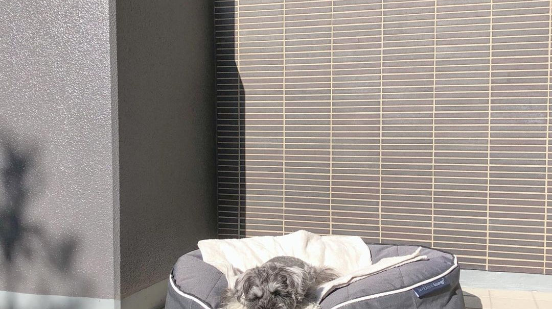 Dog Bed Diaries: How to Clean a Dog Bed by ambient lounge®