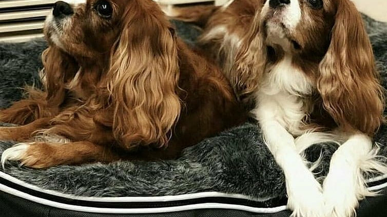 cavalier king charles spaniels. best friends with these royal, loyal doggos of the world.