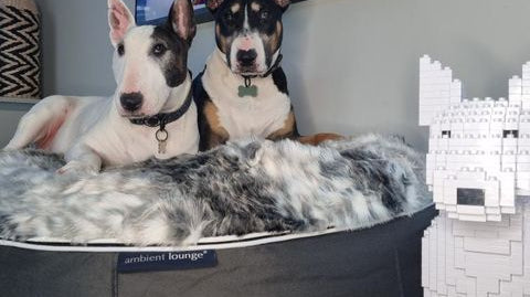 how to be tough but also soft? … ambient lounge dog beds & bull terriers are a match made in heaven.