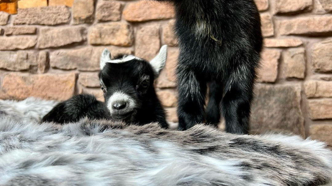 Animals Have Invaded Ambient Lounge