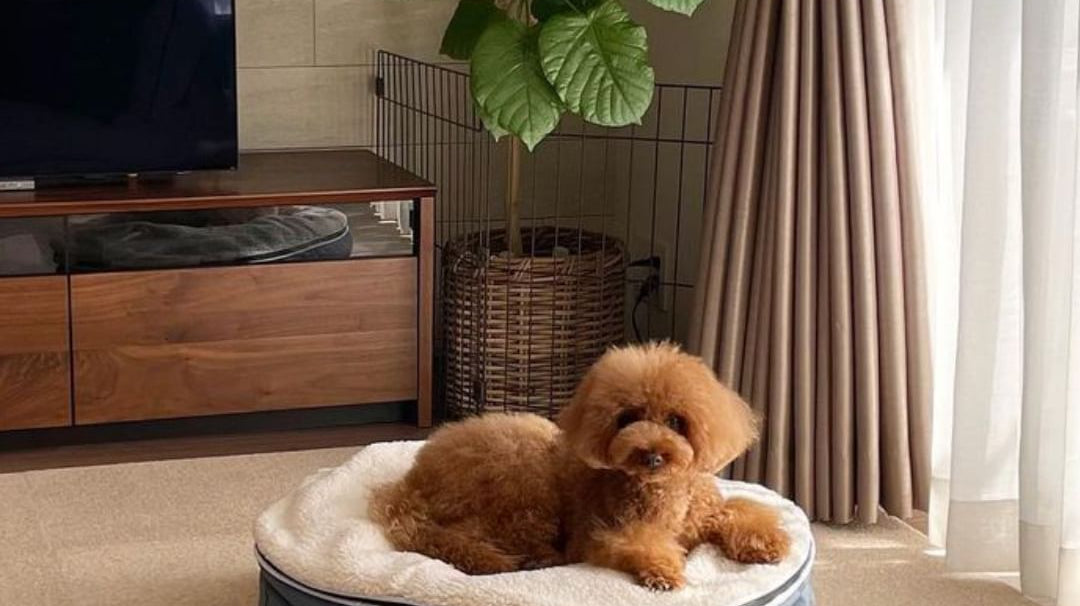 Things to Watch Out For When Shopping for Dog Accessories