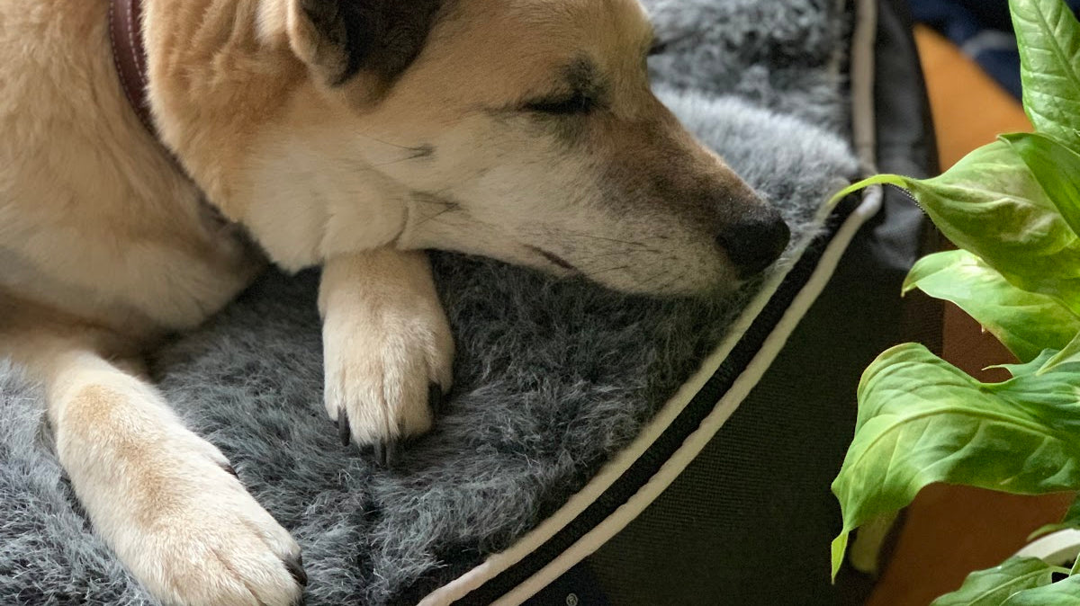 THE WARM STORY OF A JAPANESE RESCUE DOG