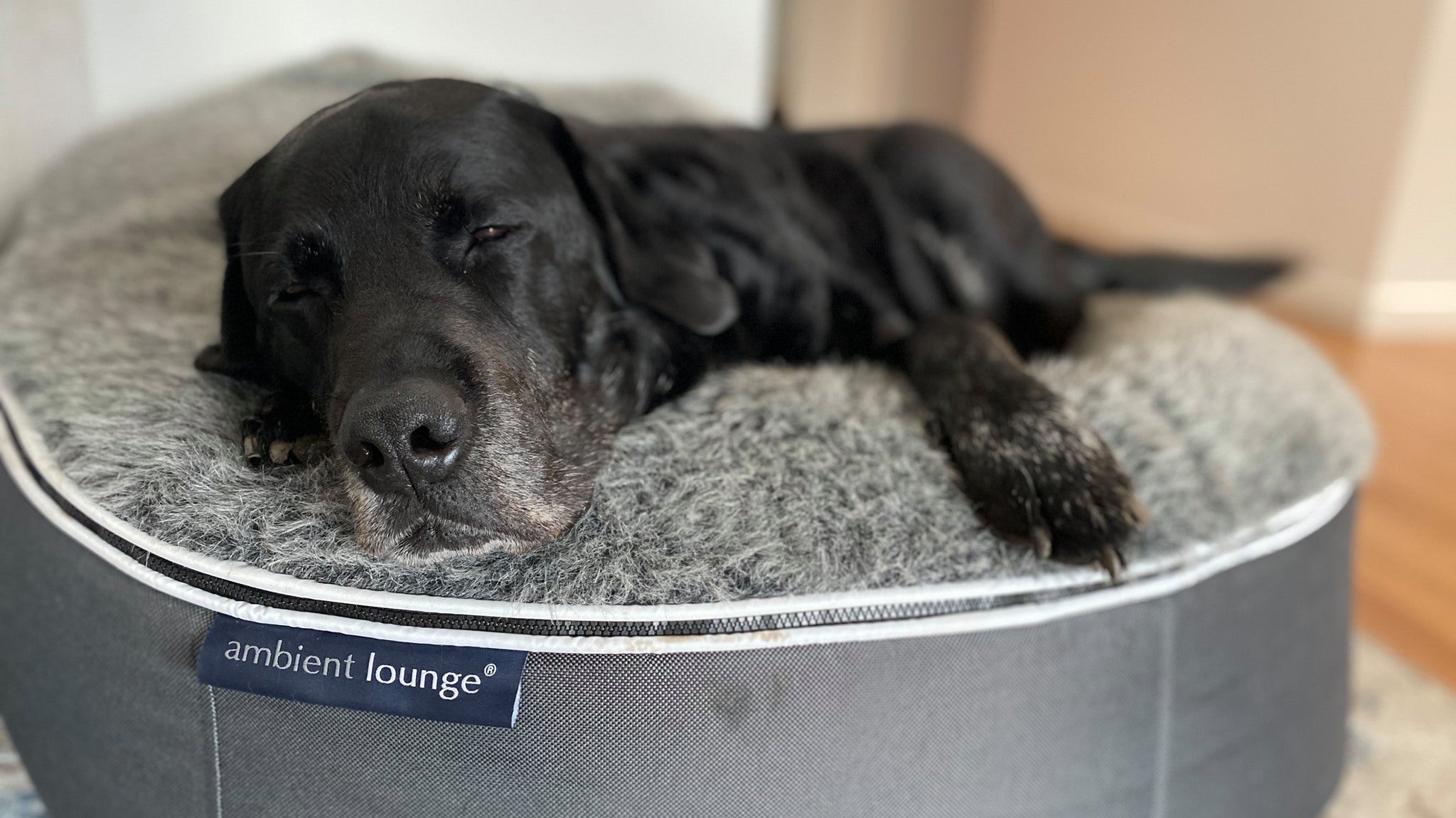 Labrador Retrievers, our PAW-rfect Family Friend in Wagging Tails