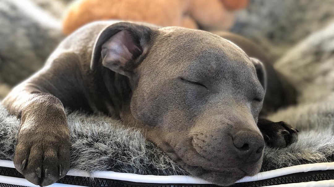 UK's absolutely love staffy dogs