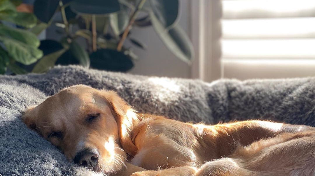 golden retrievers are charming & irresistible big dogs with big hearts ..