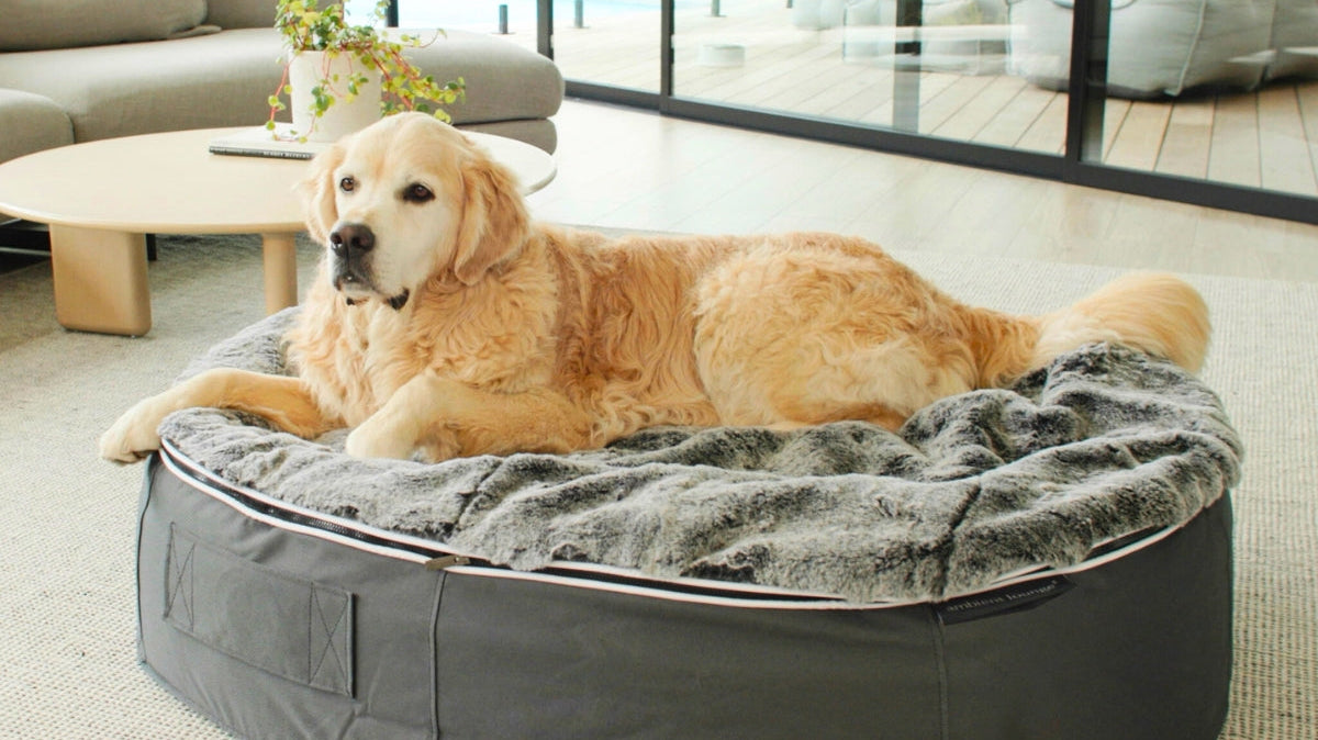 Why the Rebound Foam Dog Bed is a Game-Changer for Your Dog