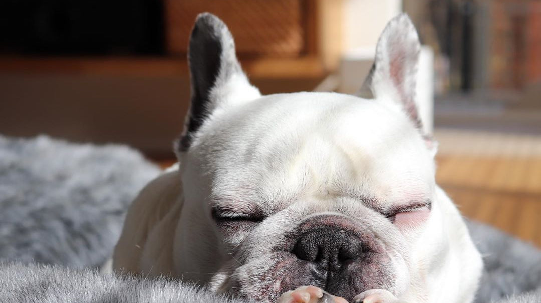 How French Bulldogs became UK’s Best Companion Dogs