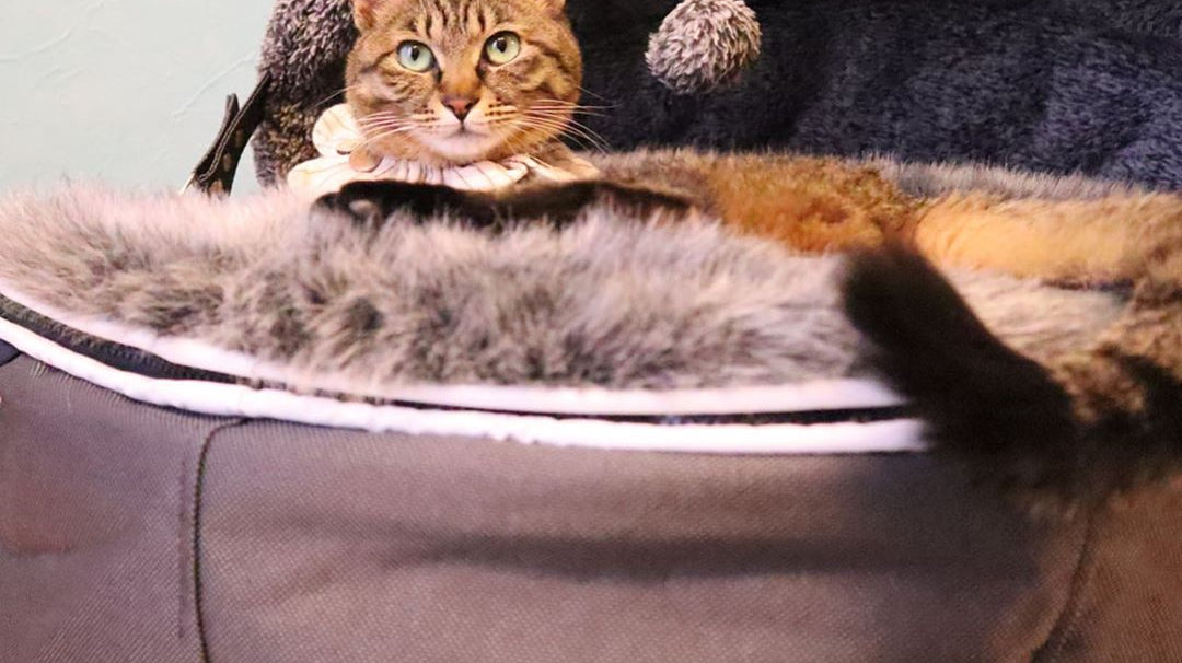 CATS 101: A Guide to Choosing the Best Cat Bed