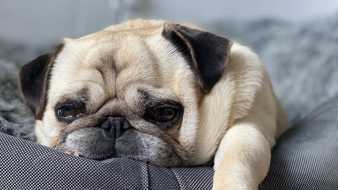 Getting through COVID Pandemic with Pugs and Cuddles