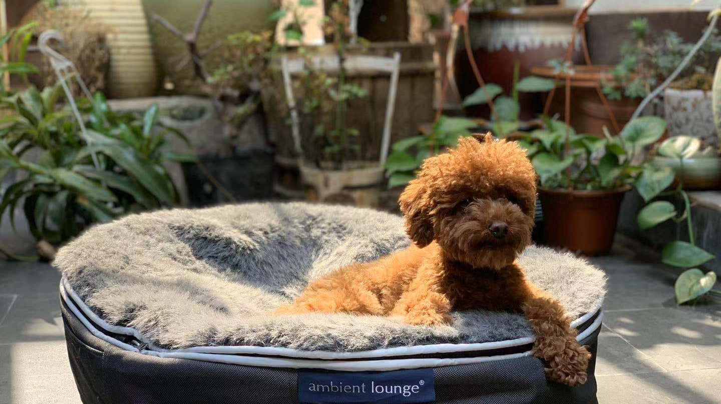 Why cavoodles are becoming UK's most loved & owned urban dog