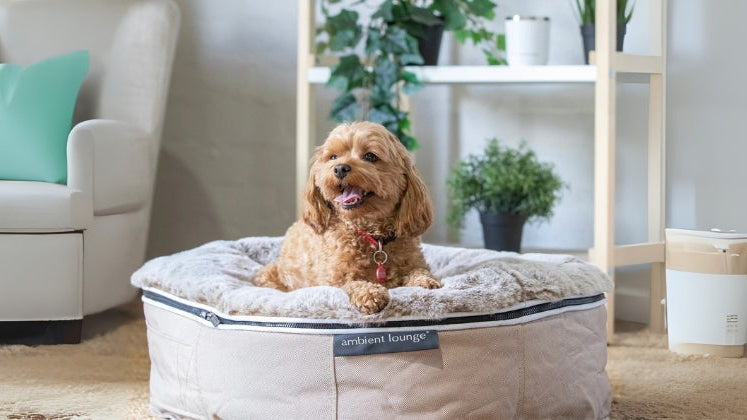 New Interactive Tools to Help You Find the Best Dog Bed