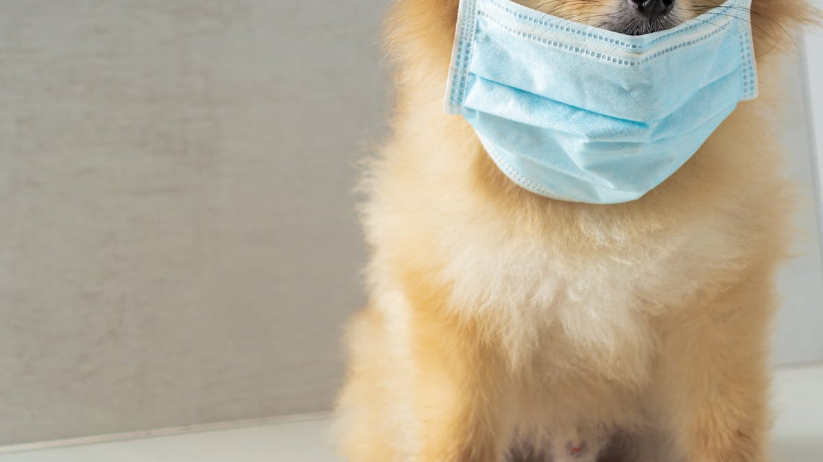 self isolation & our pets. caring for dogs & cats during this coronavirus crisis ... or do they care for us?