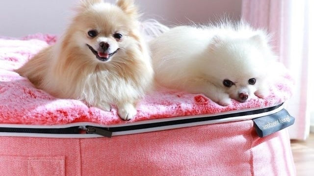 Top Dog Names in the UK