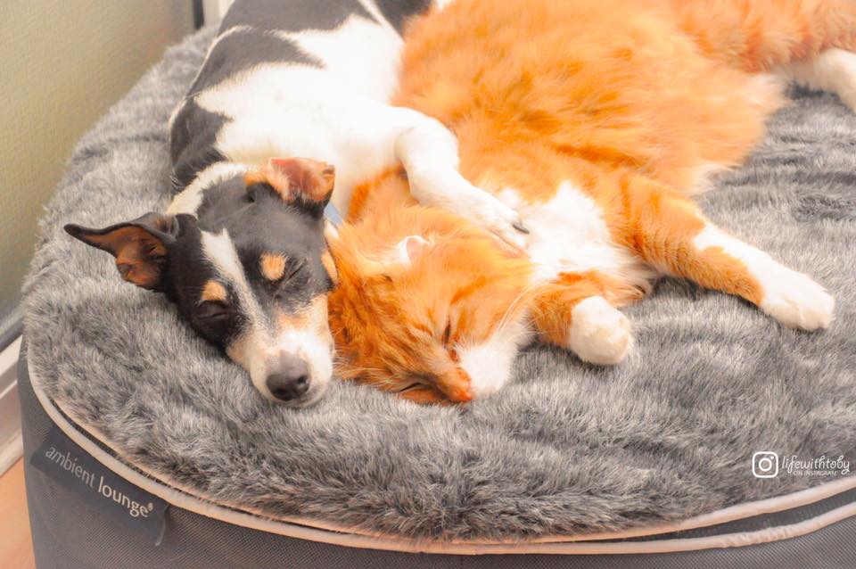 Dogs vs. Cats, which one is for you?
