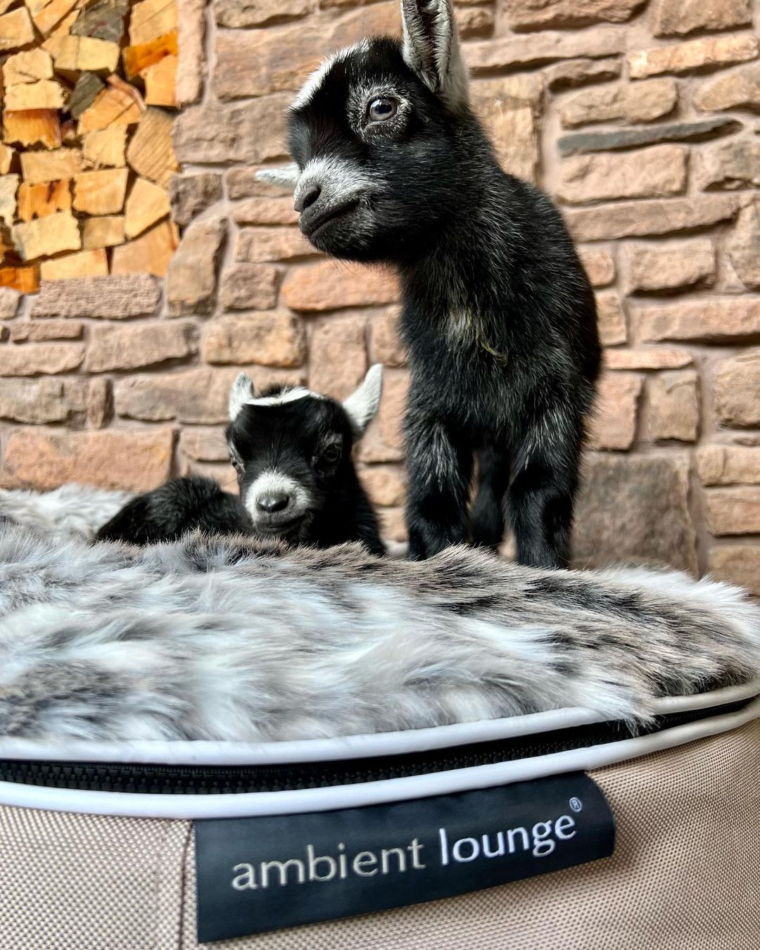 Animals Have Invaded Ambient Lounge