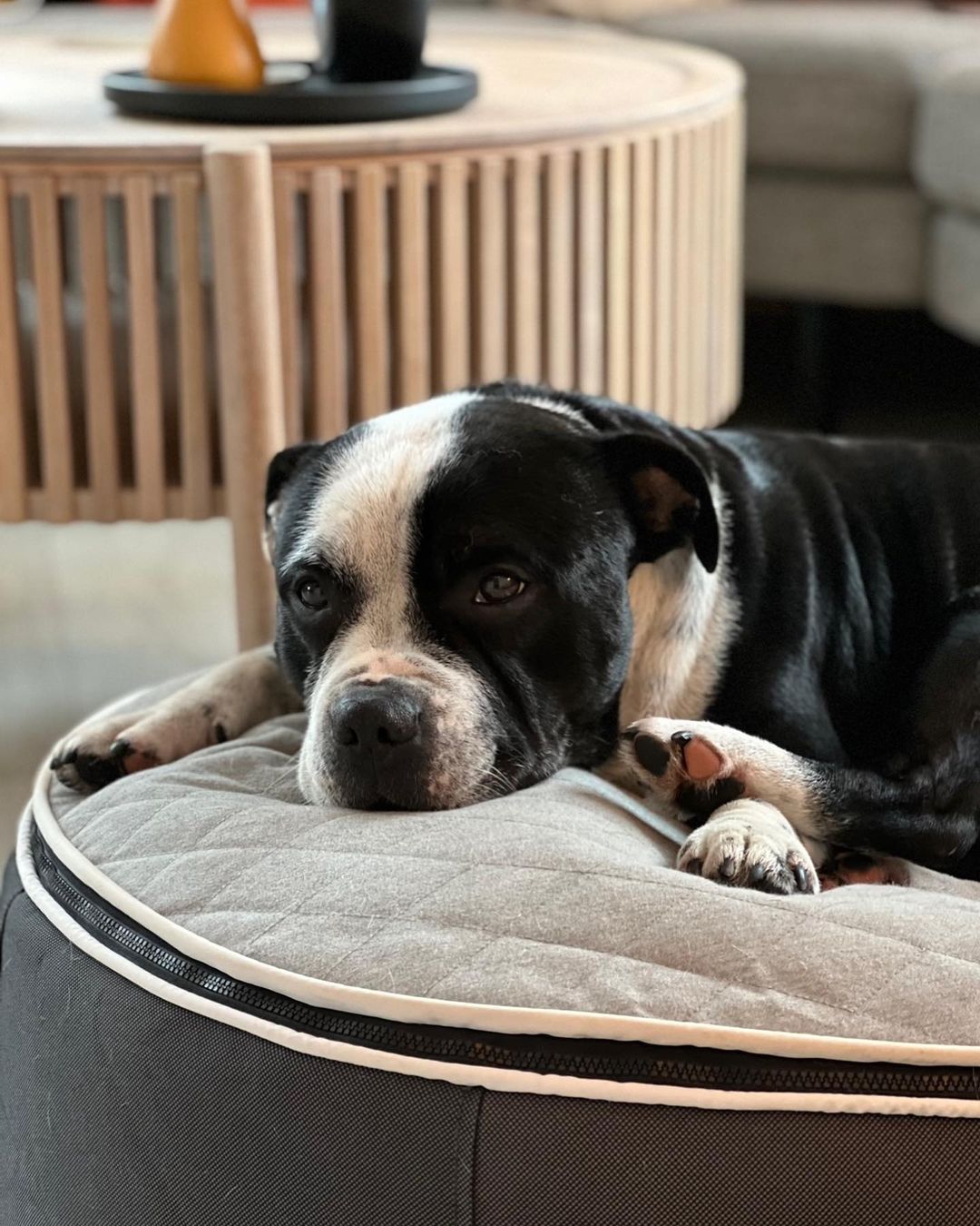 Calming Dog Beds for Anxious Dogs