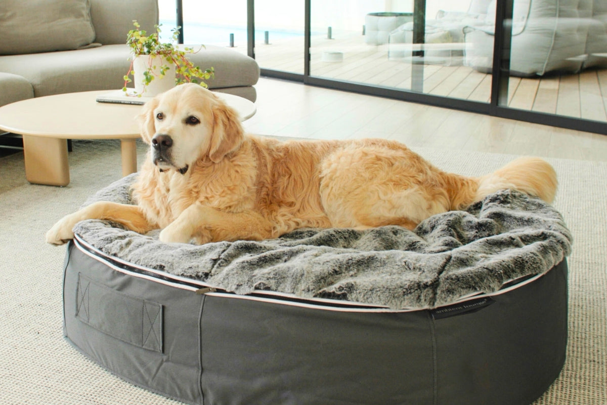 Why the Rebound Foam Dog Bed is a Game-Changer for Your Dog