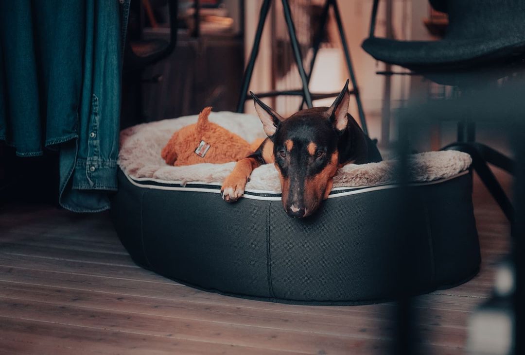 5 myths you should stop believing as a dog owner