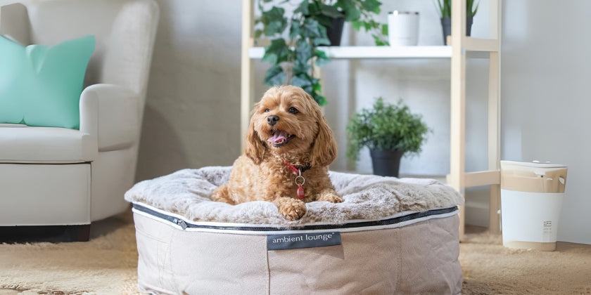 New Interactive Tools to Help You Find the Best Dog Bed