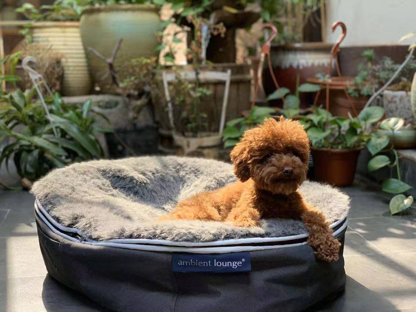 Small Luxury Dog Beds