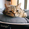 Luxury Indoor/Outdoor Cat Bed