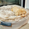 (S) Premium Indoor/Outdoor Dog Bed (Cappuccino)